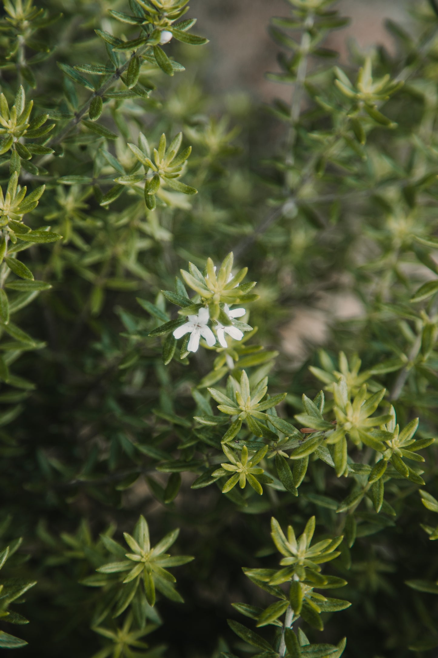 Westringia